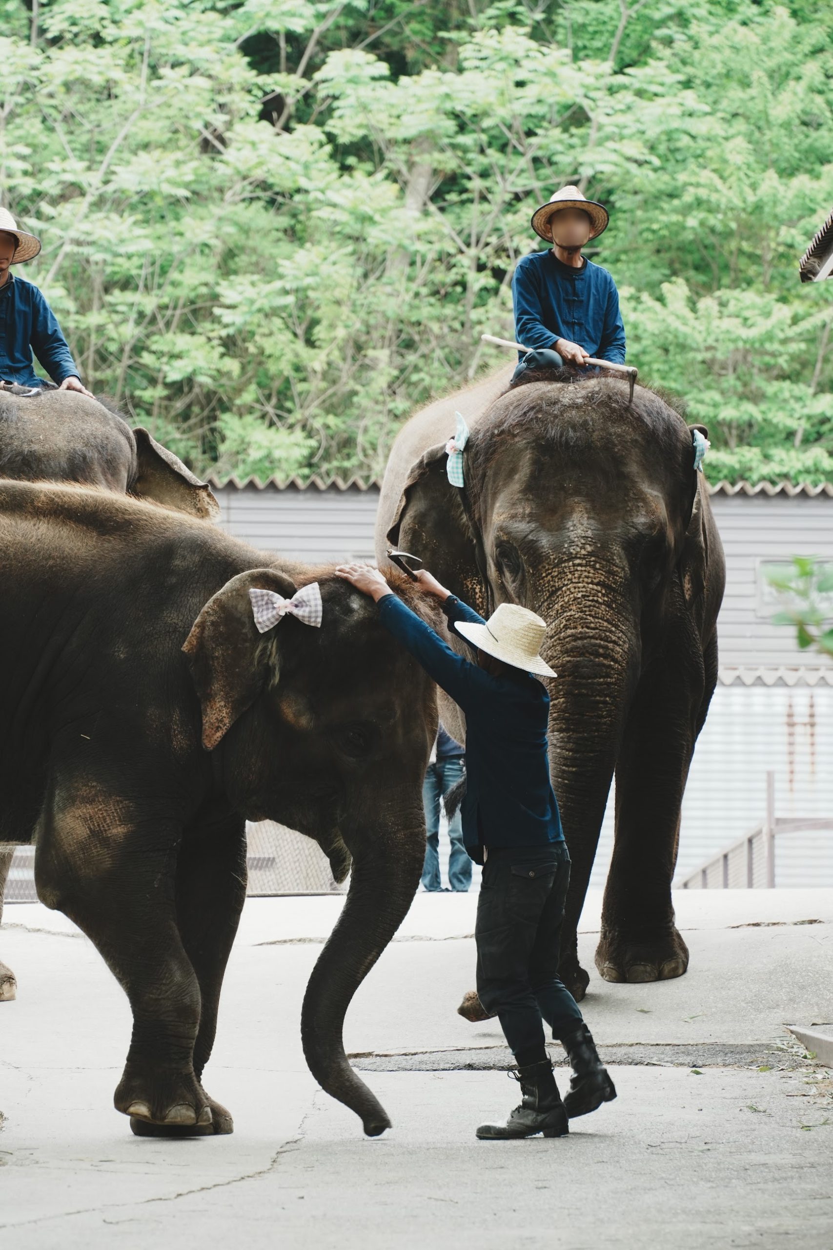 市原ぞうの国。ショーの時間になると会場までゾウが園内を歩いてくる