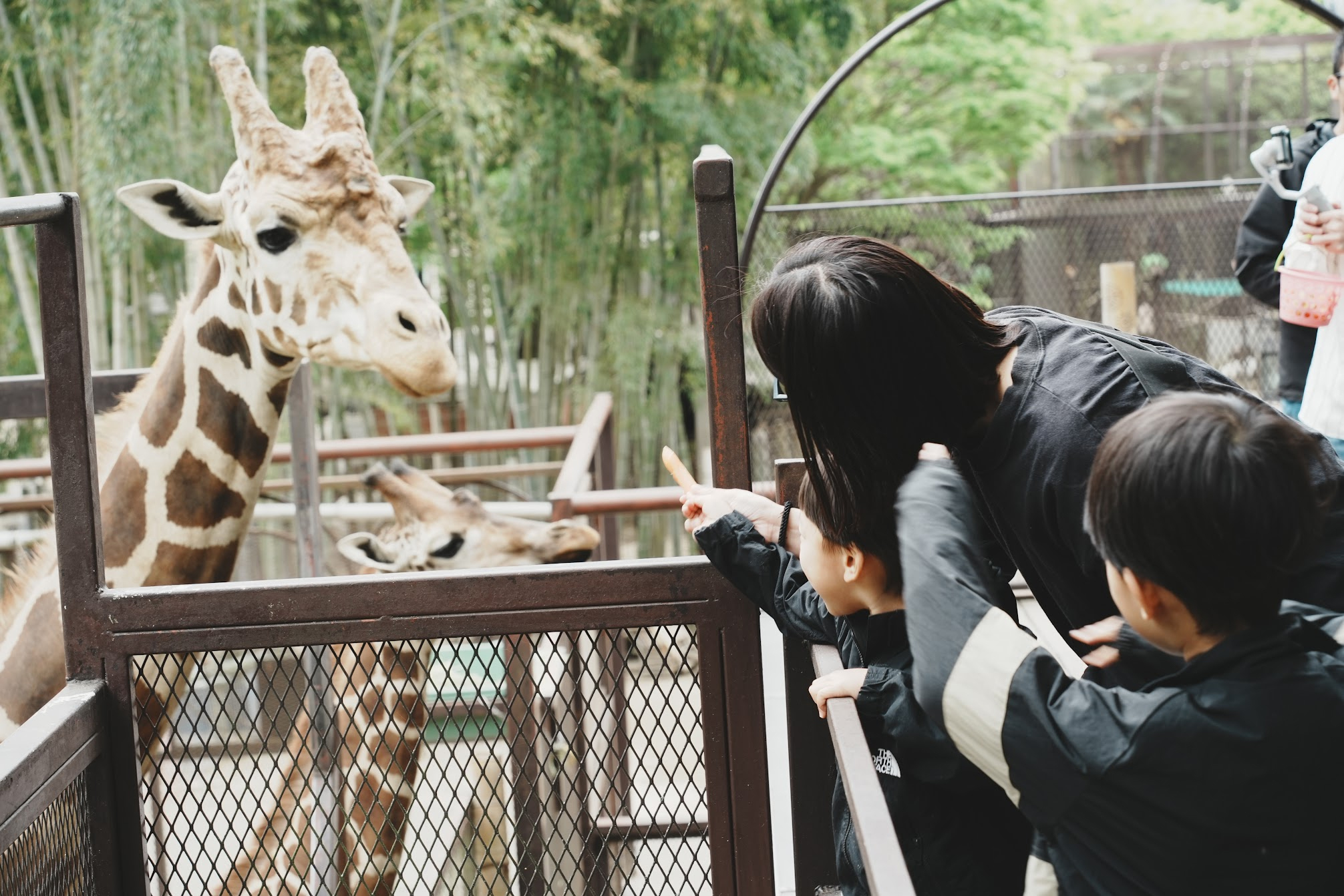 サユリワールド内、キリンテラスでキリンに餌やり